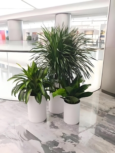 领略宁波慈溪花卉租赁方案，邂逅花卉魅力